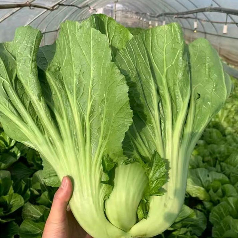 水东芥菜种子包心芥菜籽酸菜泡菜籽蔬菜种孑广东大叶芥菜大肉青菜,鲜花速递/花卉仿真/绿植园艺,家庭园艺种子,淘宝优惠券,粉丝福利购,淘宝优惠卷