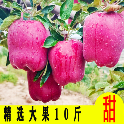 花牛苹果甘肃天水10斤粉面沙甜苹果应季新鲜水果整箱包邮