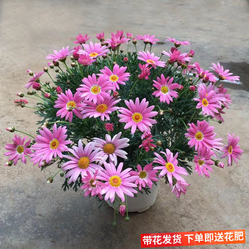 重瓣玛格丽特盆栽带花四季开花阳台室内姬小菊小雏菊夏天好养绿植