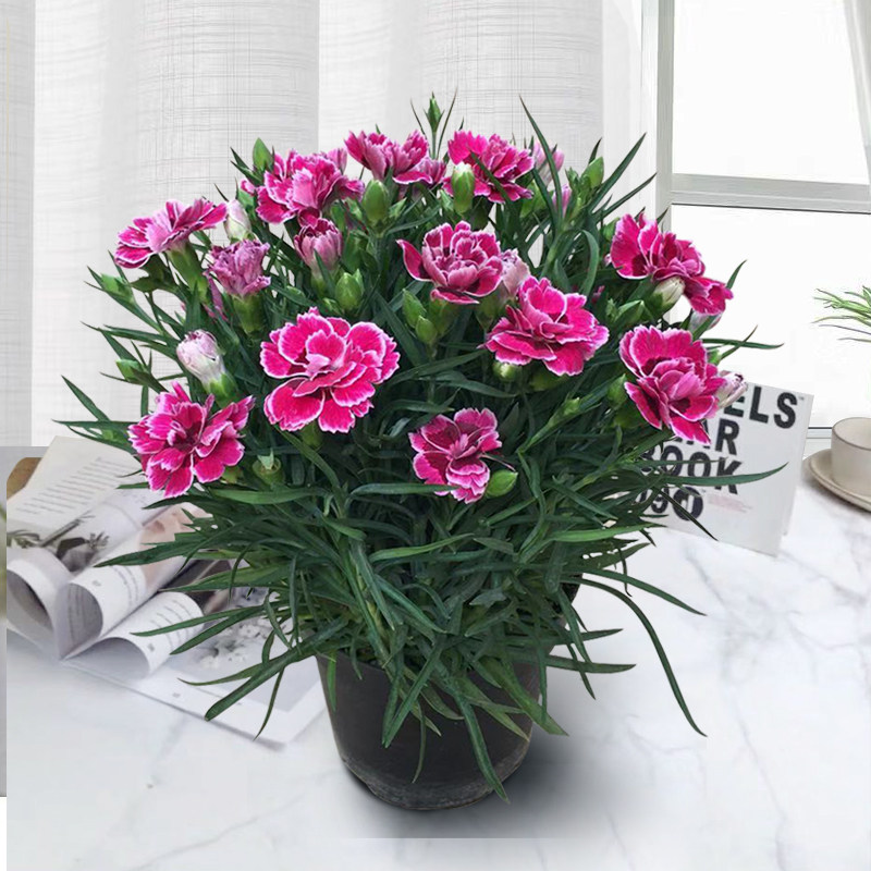奥斯卡康乃馨鲜花盆栽带花苞四季开花多年生室内阳台庭院绿植花卉