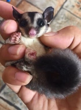 自家繁殖蜜袋鼯宝宝 手养蜜袋鼯鼠G  会滑翔的小宠物视频挑选