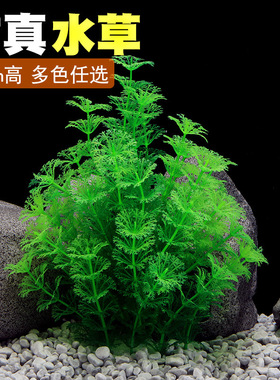 鱼之家鱼缸装饰造景水族箱布景仿真水草塑料价水草CU01N
