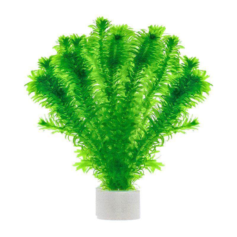 蜈蚣草水草植物养龟鱼缸造景鱼草净水绿植缸新手养鱼绿菊后景草缸,宠物/宠物食品及用品,水草,淘宝优惠券,粉丝福利购,淘宝优惠卷