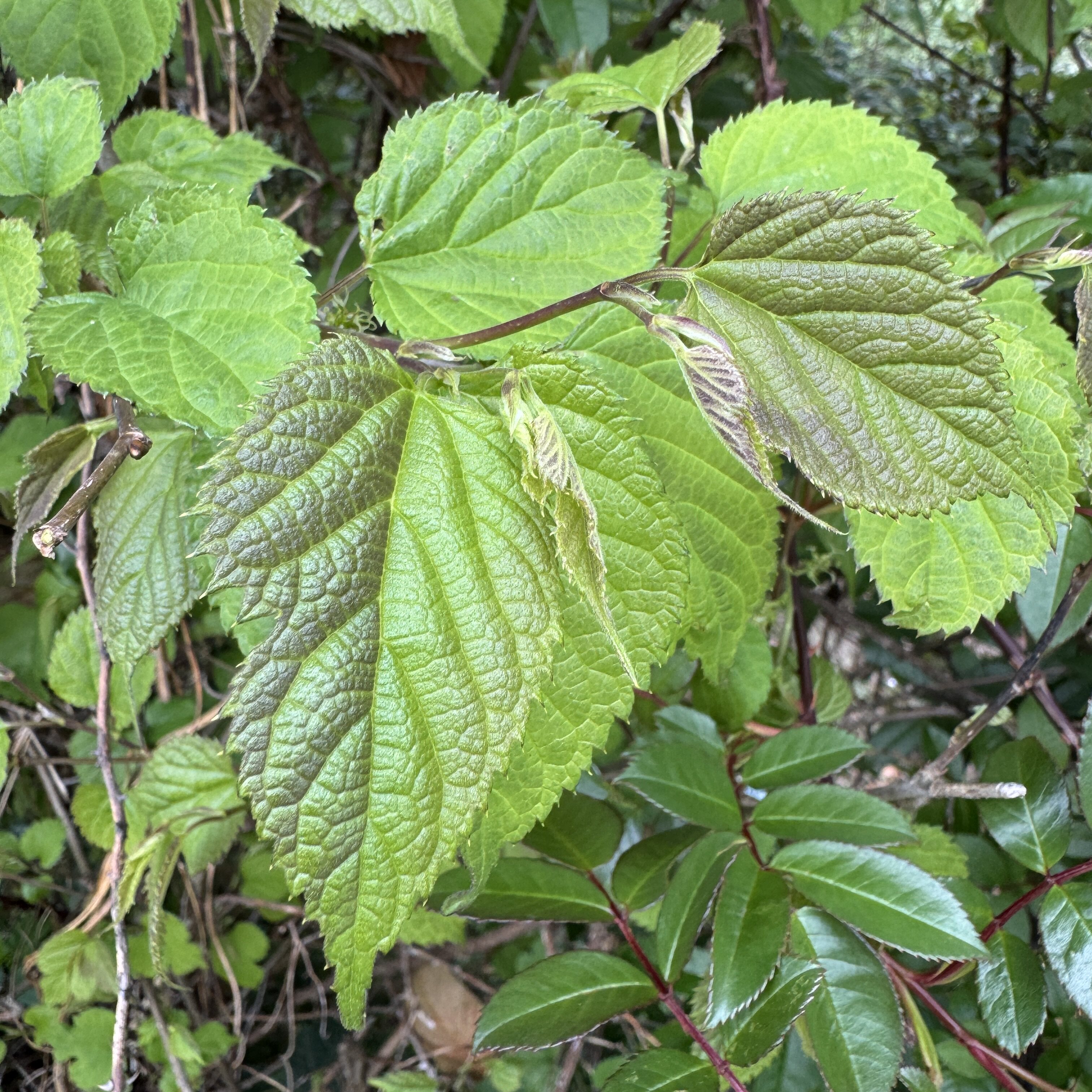 云南野生嫩桑叶新鲜桑葚芽嫩叶高山野菜100g