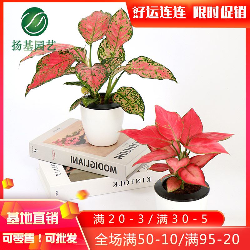 水万年青盆栽多少钱 水万年青盆栽优惠券免费领取 有条鱼