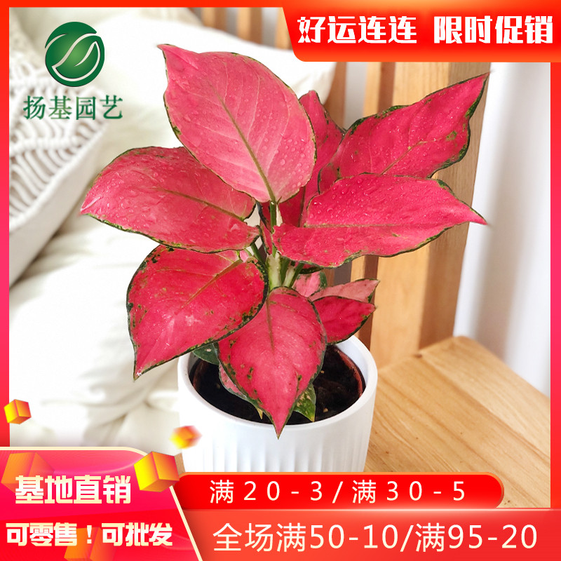 水养万年青价格 水养万年青图片 星期三