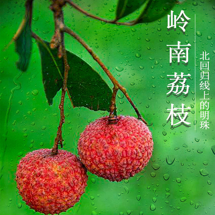 广东荔枝从化桂味新鲜现摘现发