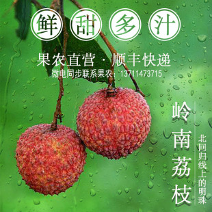 广东当季新鲜水果现摘现发整箱农家果园从化荔枝小核桂味米糍