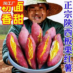 陕西临潼红薯板栗地瓜蜜薯沙地黄心番薯山芋农家自种