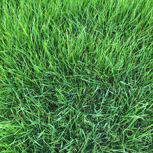 广东草籽四季常青速生草种庭院绿化护坡狗牙根多年生黑麦草皮种子