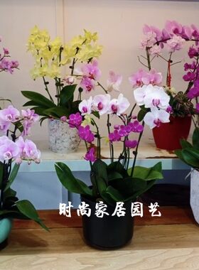 开业蝴蝶兰时尚美观高端