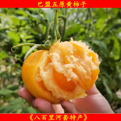 五原黄柿子内蒙古特产新鲜水果