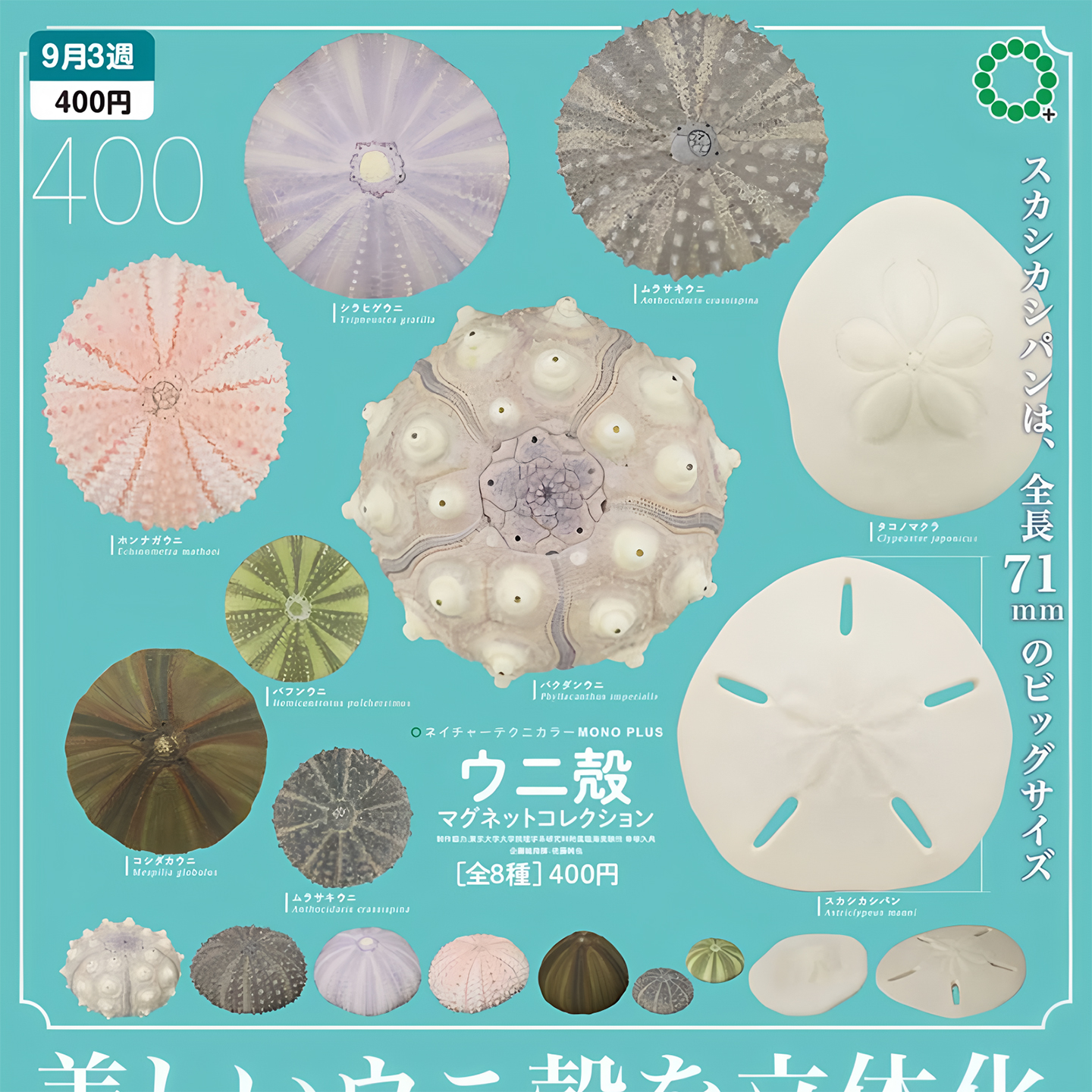 正版 奇谭 IKIMON 扭蛋日本 NTC图鉴海胆壳磁铁冰箱贴磁吸贴 现货