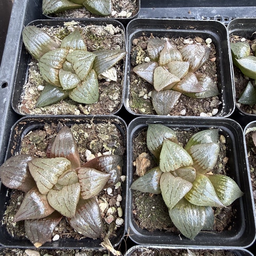 啊寒湖 满18包邮 125