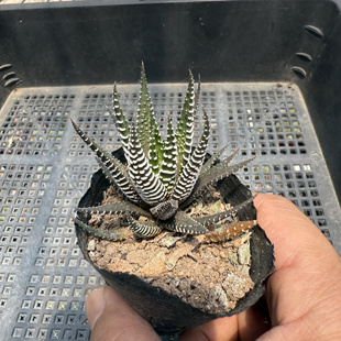 179 包邮 十二卷不带盆 满18