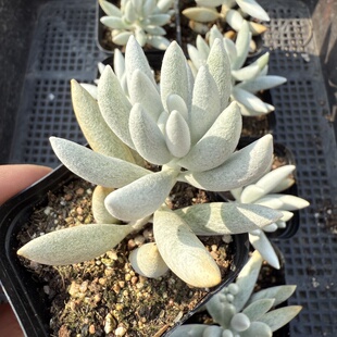 196 包邮 银月 满18