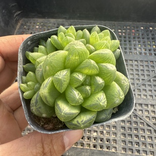 165 包邮 草玉露 满18