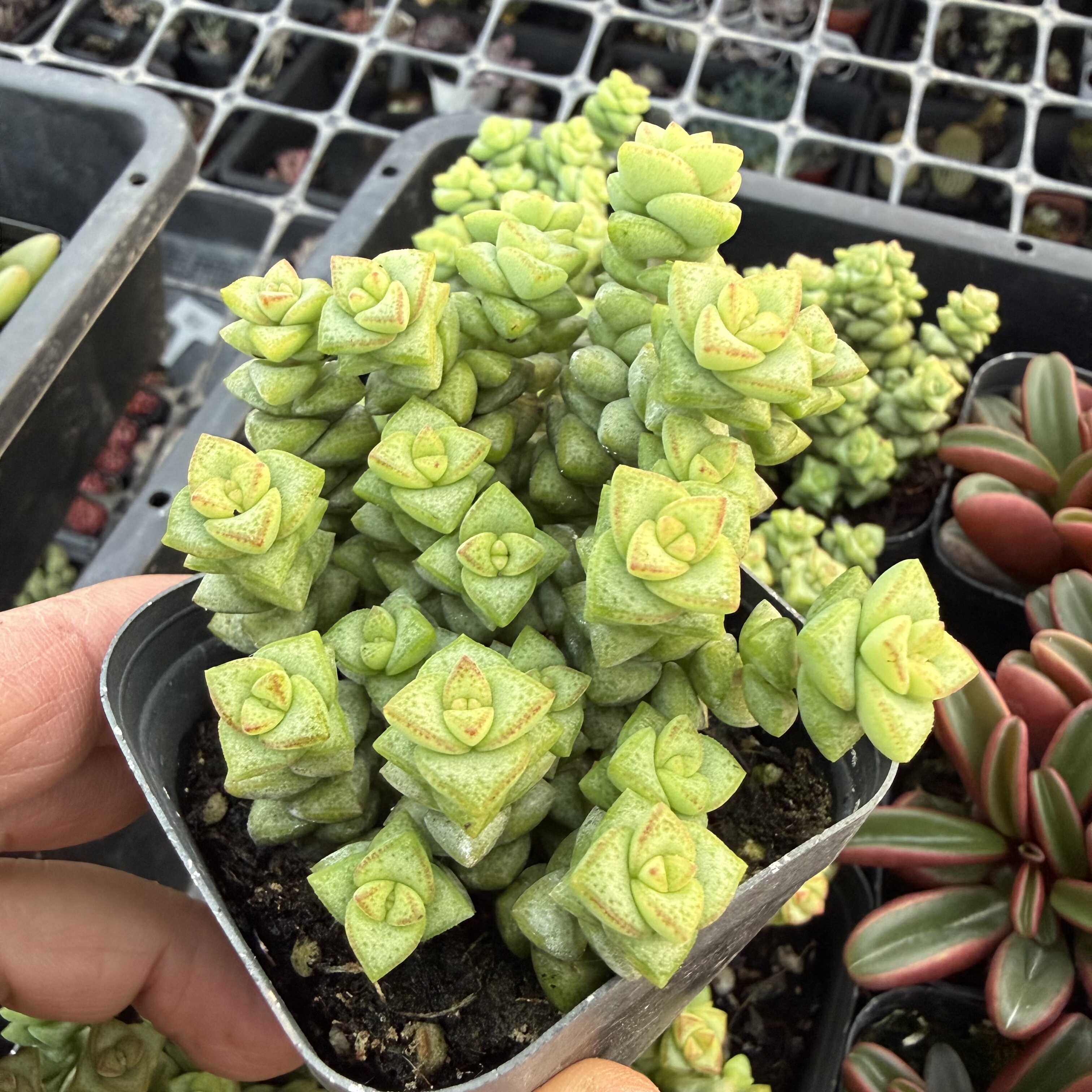 小米星 满18包邮 160,鲜花速递/花卉仿真/绿植园艺,多肉植物,淘宝优惠券,粉丝福利购,淘宝优惠卷