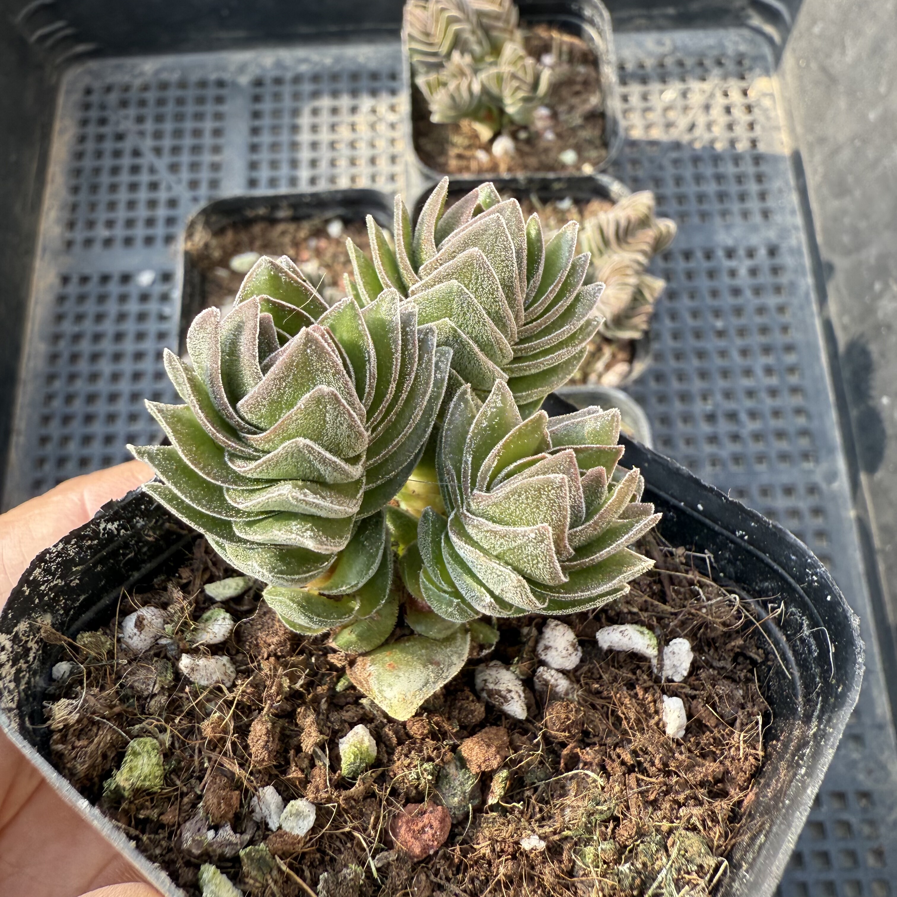 方塔群 满18包邮 104