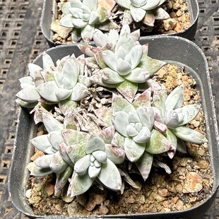 白菊 满18包邮 186