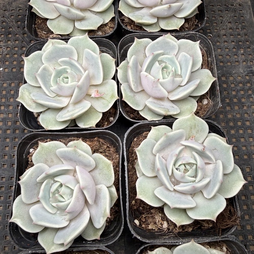 露娜 满18包邮 166