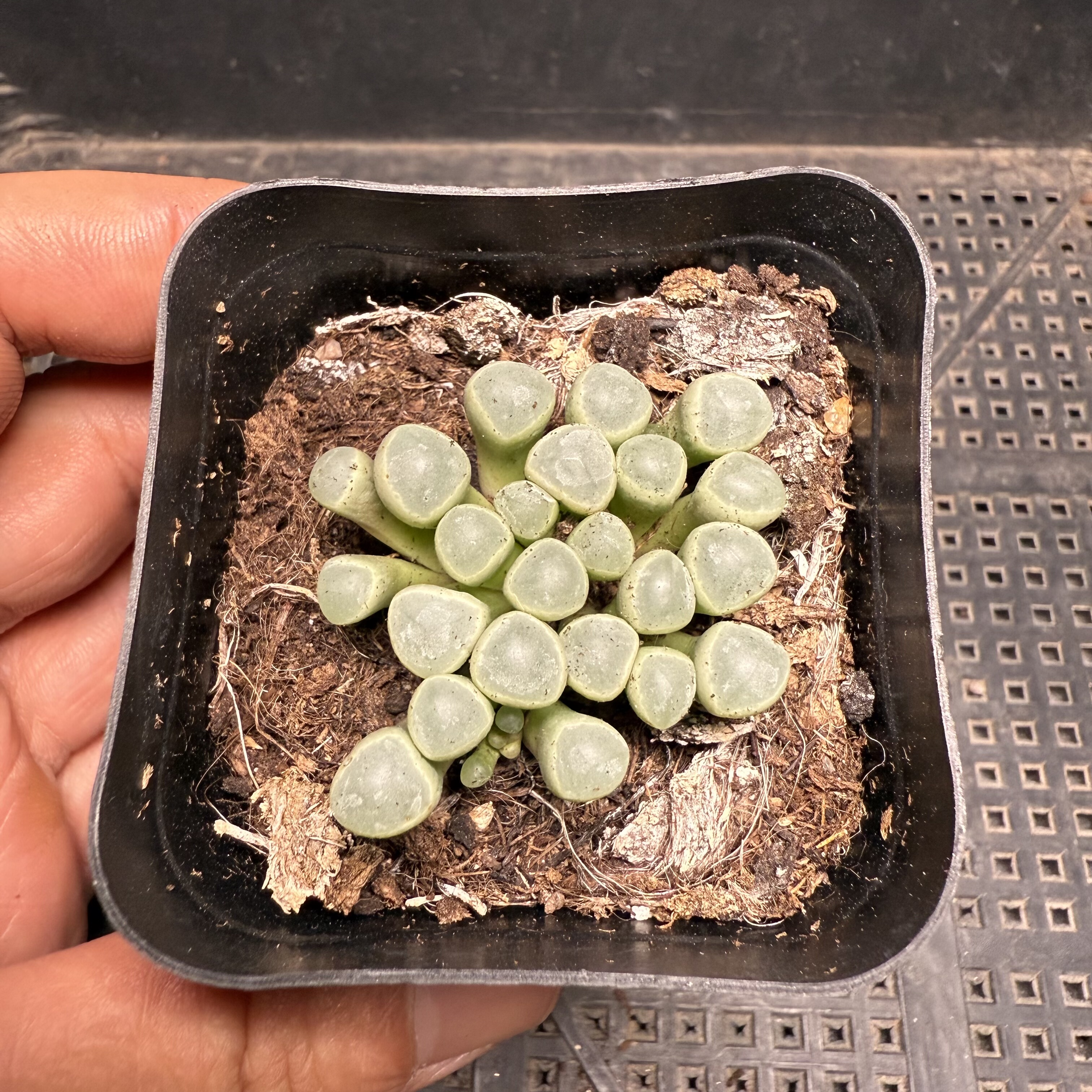 五十玲玉 满18包邮 103