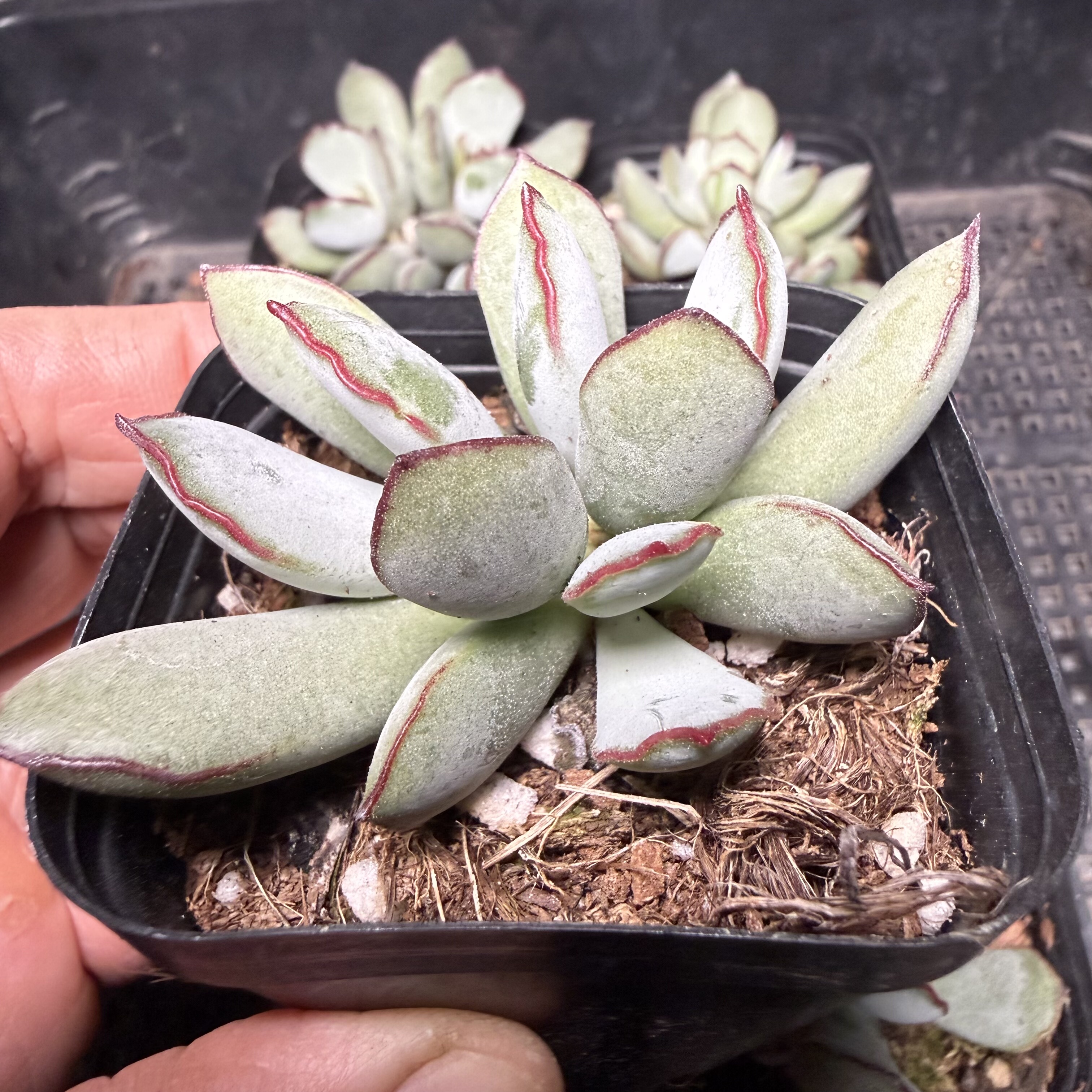 巧克力线 满18包邮 14