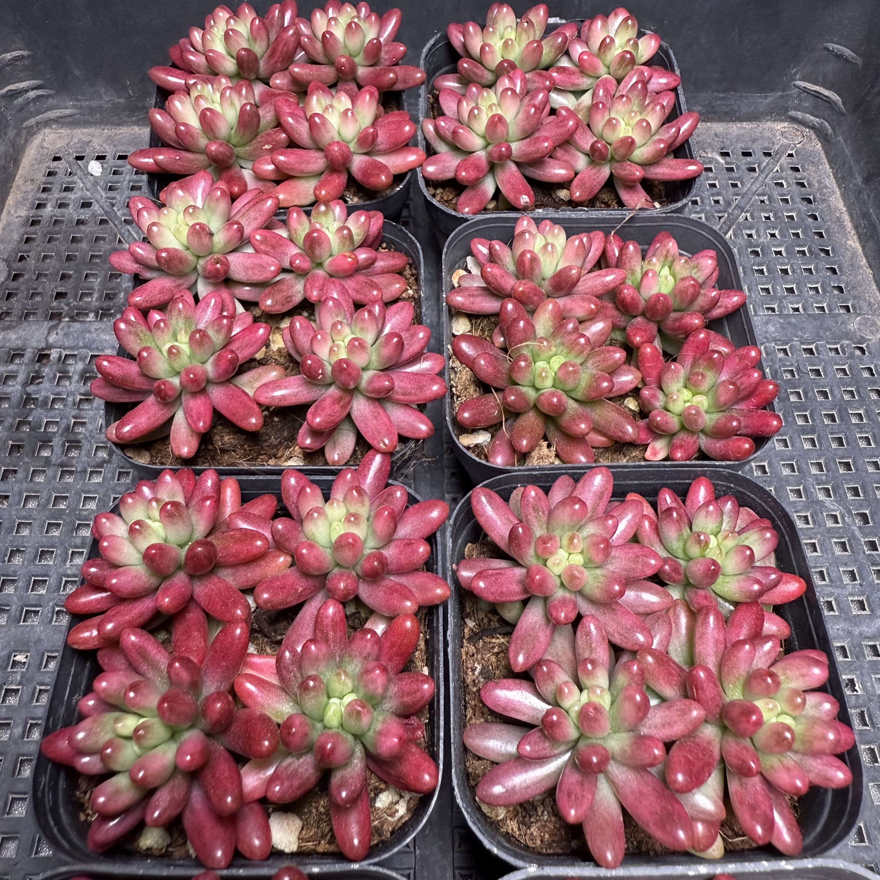 虹之玉 满18包邮 53