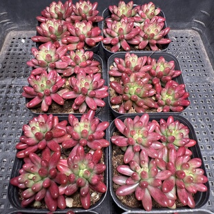 虹之玉 满18包邮 53