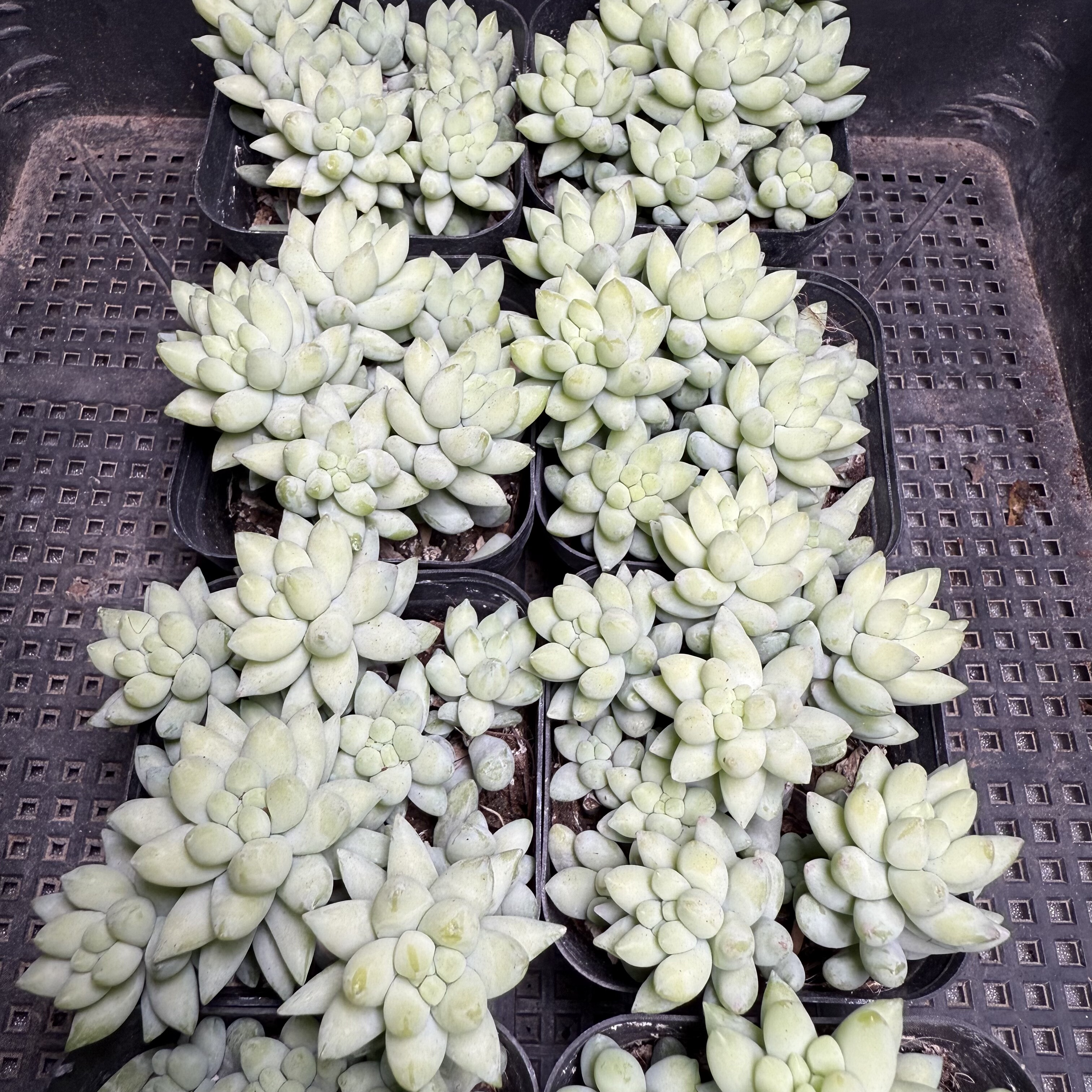 象牙玉缀 满18包邮 125