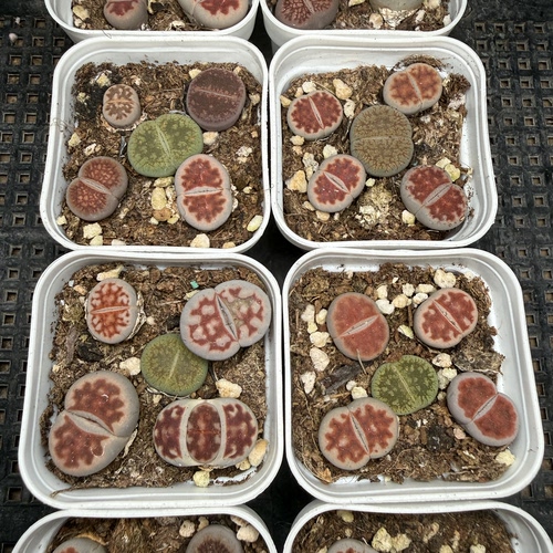 生石花 满18包邮 142