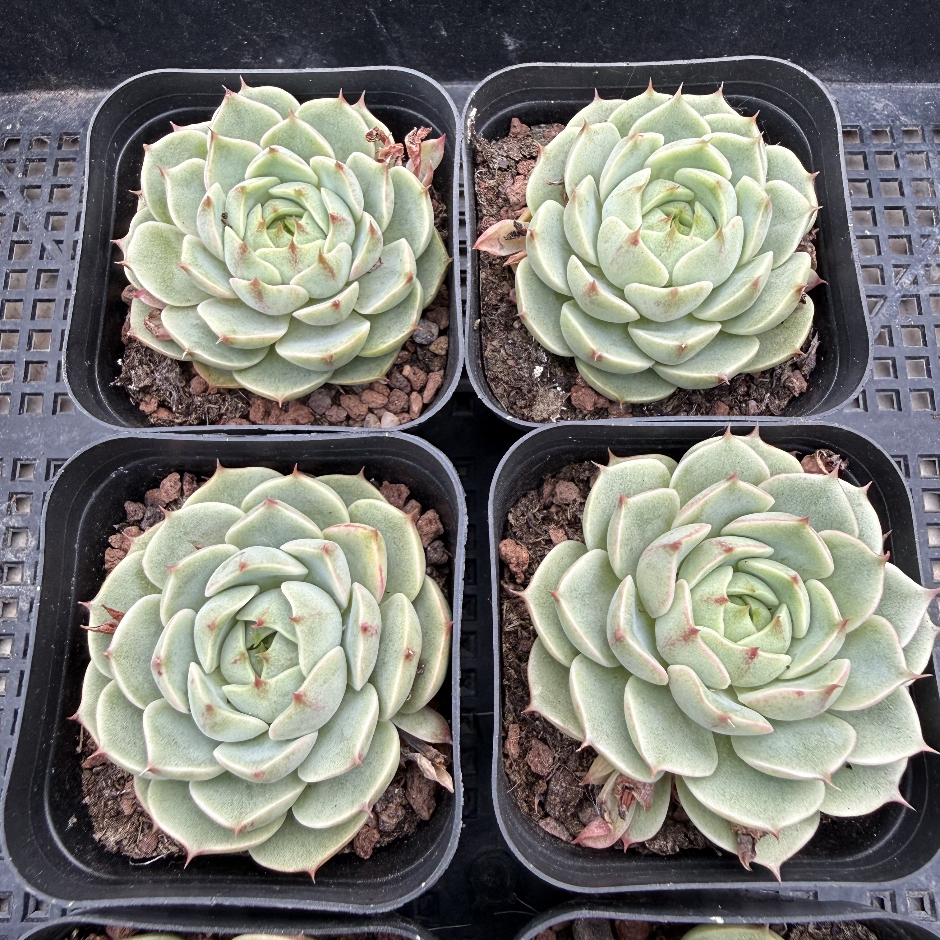 苯吧蒂斯 满18包邮 173多肉植物