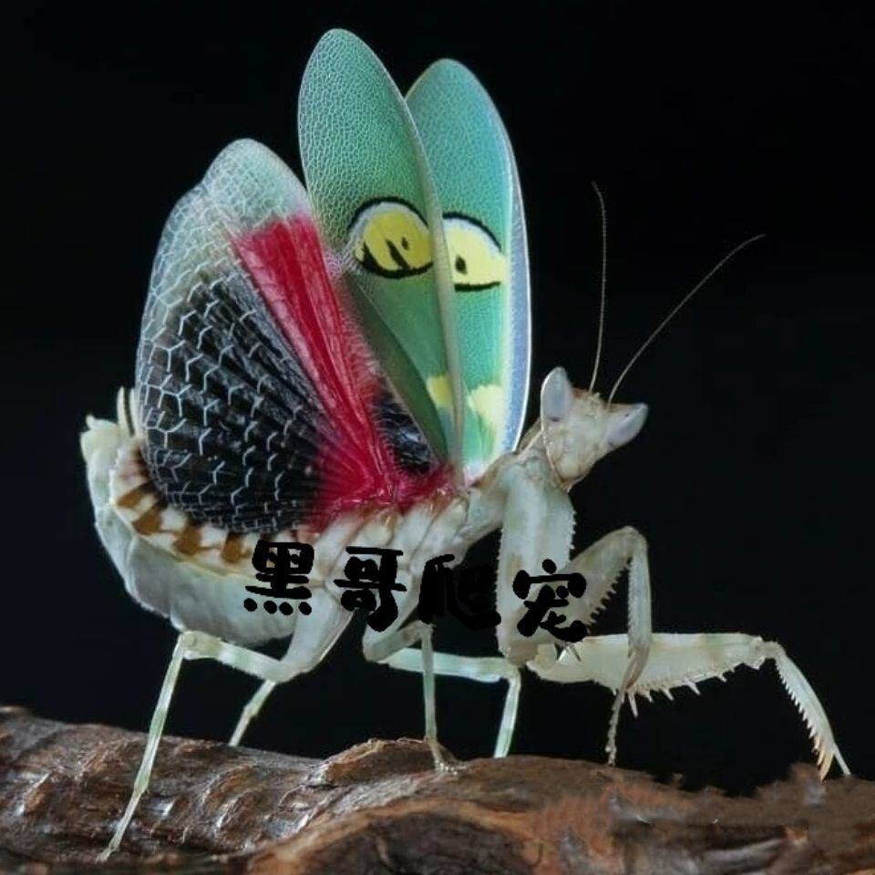 包邮现货【云南眼斑螳螂】昆虫爬特色爬宠/鸣虫