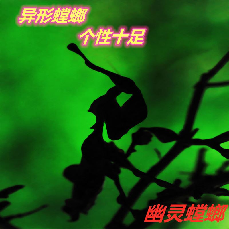 包邮现幽灵螳螂活体办公室另类宠特色爬宠/鸣虫
