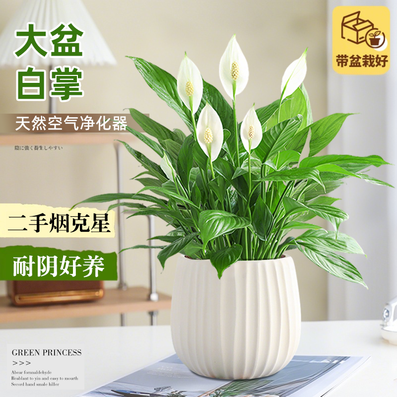 一帆风顺白掌盆栽办公室内绿植