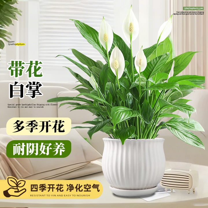 白掌盆栽一帆风顺绿萝花卉植物