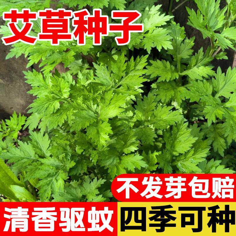 艾草叶靳种籽野生香苗食用