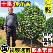 桂花树苗八月桂金桂丹桂四季桂盆栽大树多季开花庭院别墅地栽
