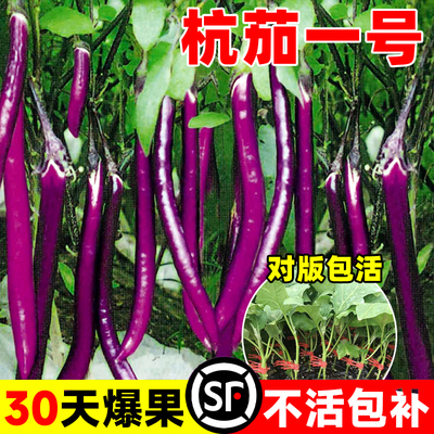 四季茄子苗秧苗种苗带土老品种嫁接杭茄一号线圆紫茄子树苗种籽子