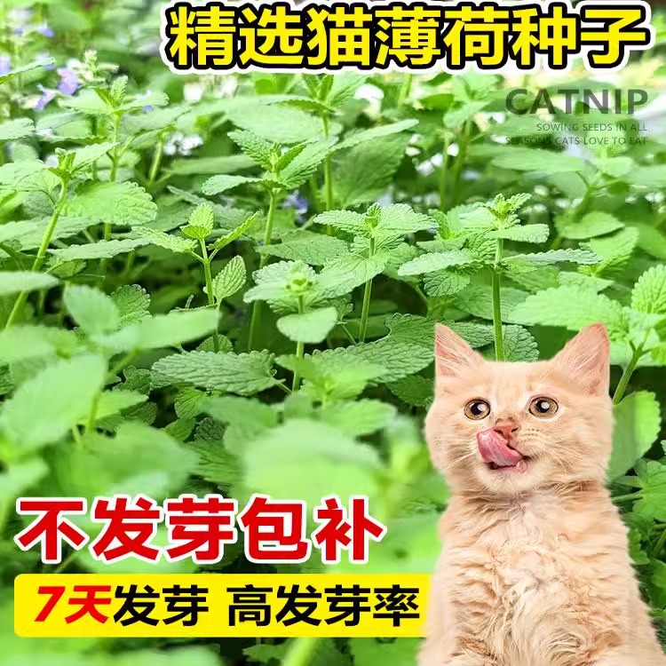 四季易活薄荷种子可食用猫薄荷种