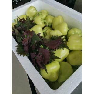 广西岑溪农家菜椒新鲜灯笼椒白玉菜椒辣椒酿梧州岑溪