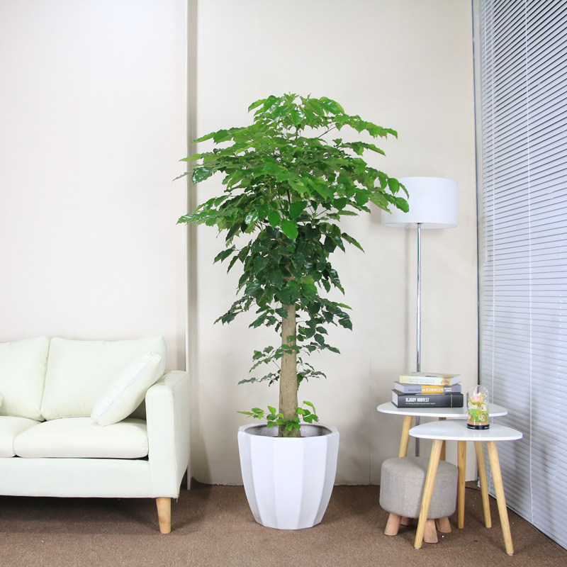 幸福树盆栽绿宝大型客厅绿植花卉办公室绿化盆栽植物南昌送货上门