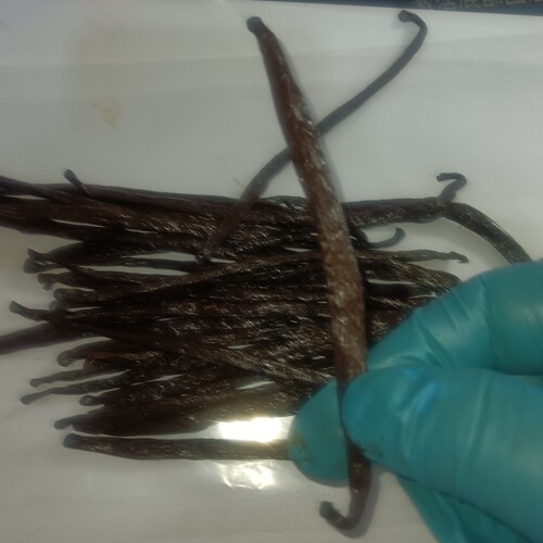 马达加斯加波旁品种香草豆荚