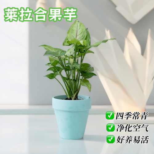 莱拉合果芋室内净化空气