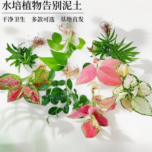 水培绿萝室内四季 饰盆栽 好养花卉白掌红掌植物净化空气办公桌装