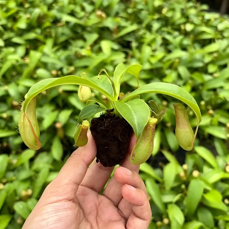 猪笼草盆栽四季绿植趣味观赏花草