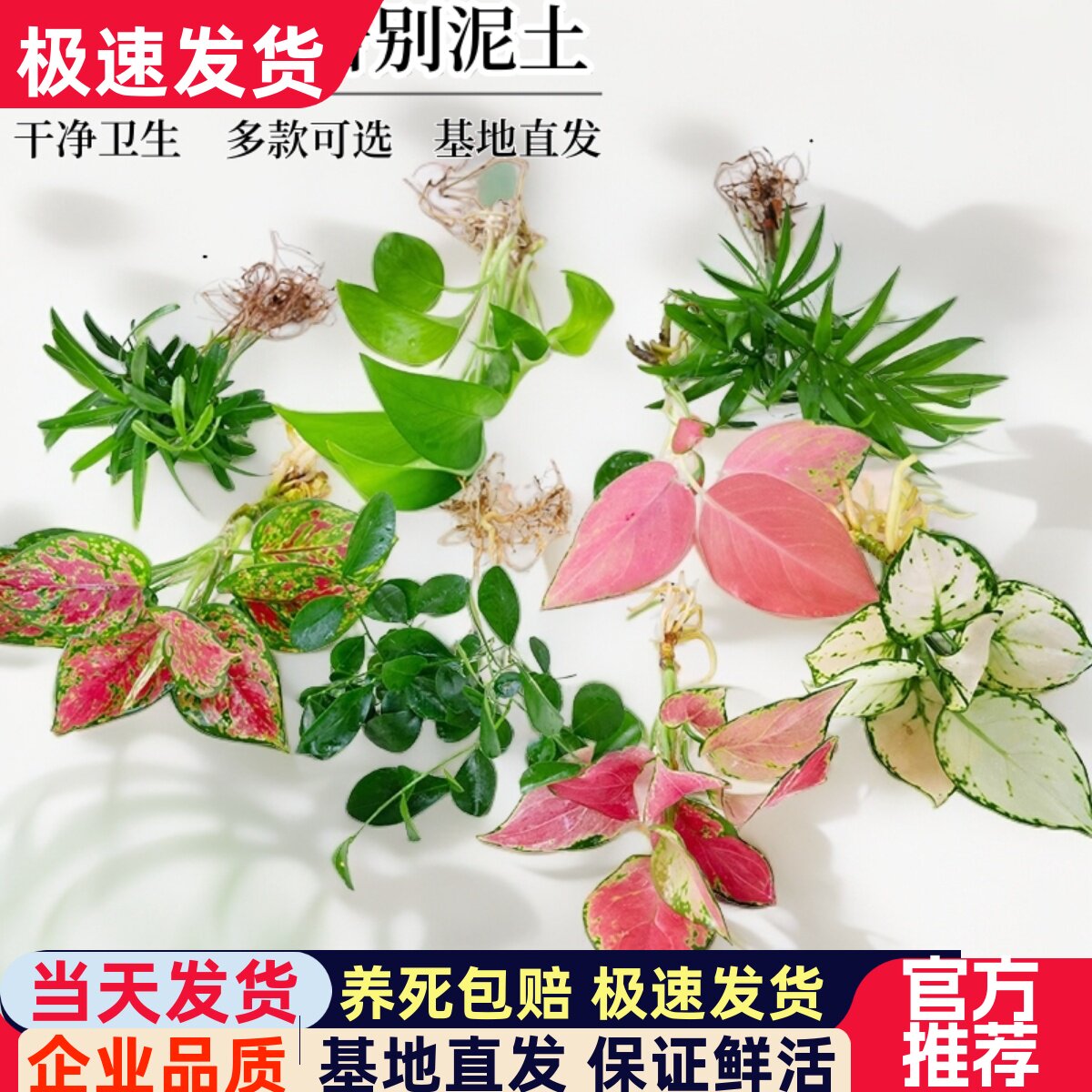 绿萝吉利室内净化空气水培绿植