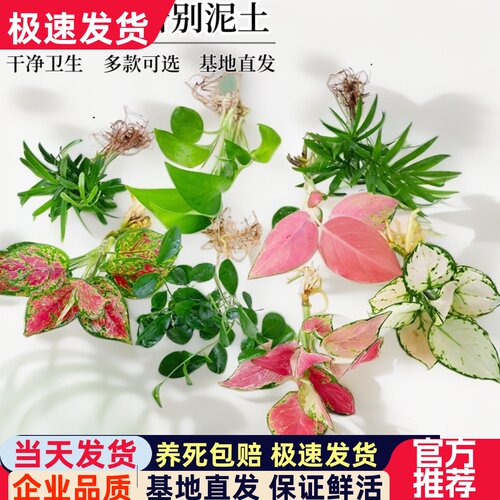 绿萝吉利室内净化空气水培绿植