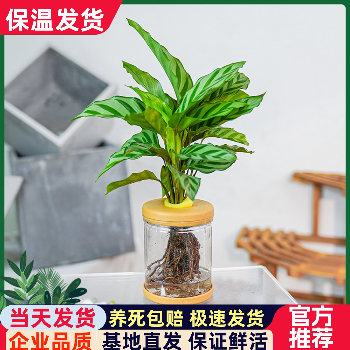 翠叶竹芋办公室内净化空气盆栽