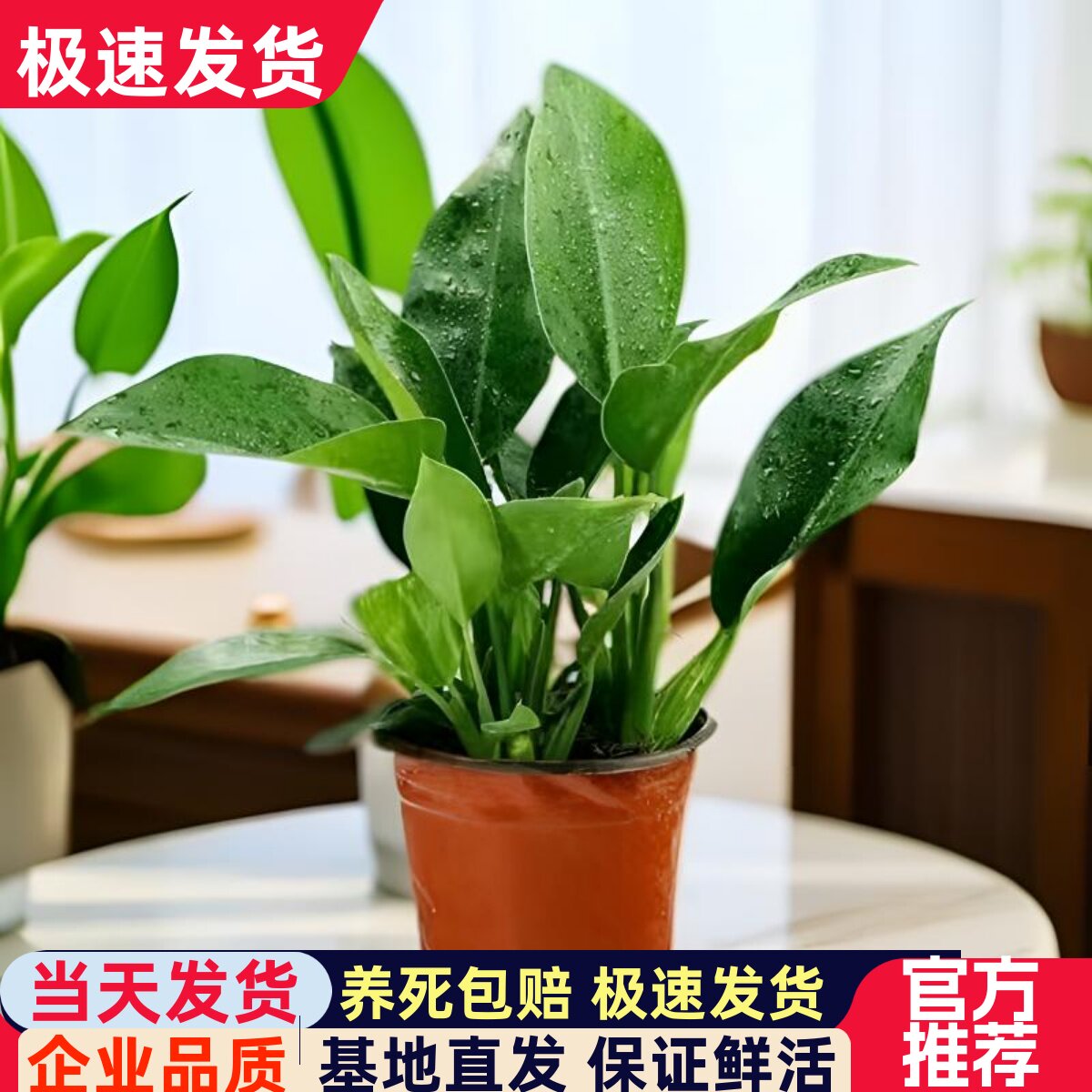 绿公主招财植物金钻绿植